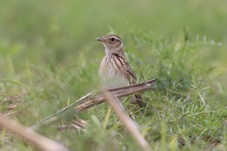 IMG_1681