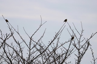IMG_5602