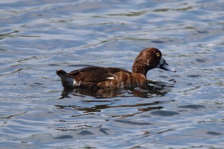 IMG_3735