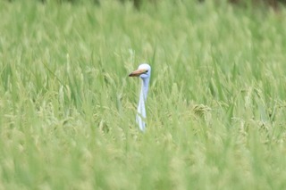IMG_0986