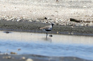 IMG_4504