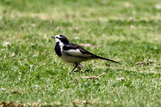 IMG_4302