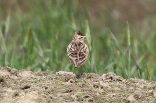 IMG_3239
