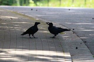 IMG_8274