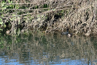 IMG_9951