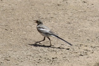 IMG_6548