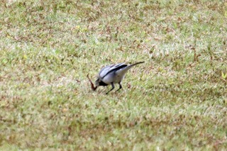IMG_1594