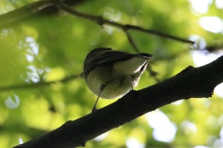 IMG_6366