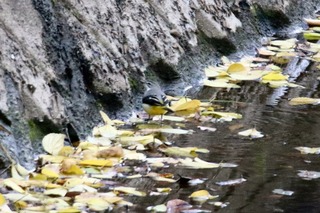 IMG_2045