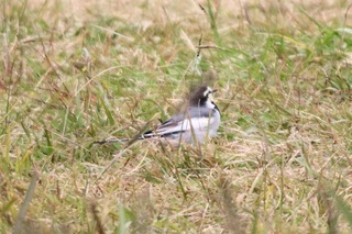 IMG_1555