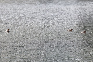 IMG_8728