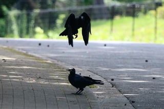 IMG_8278