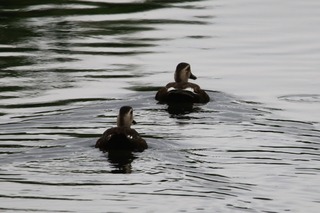 IMG_4661