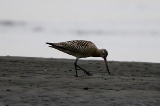 IMG_8140