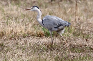 IMG_3504