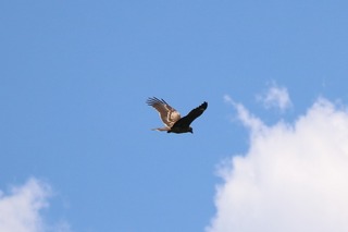 IMG_0320