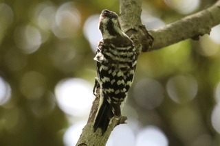 IMG_1004