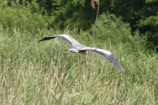 IMG_9188