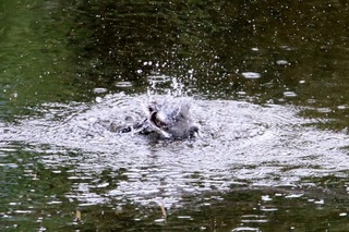 IMG_4855