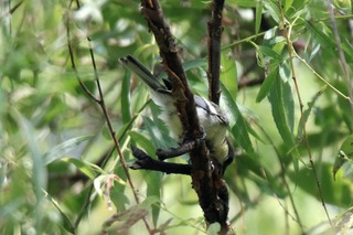 IMG_0179