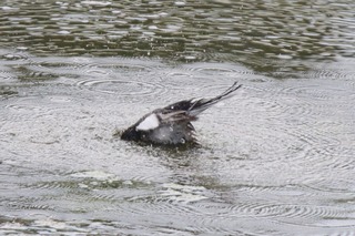 IMG_9175