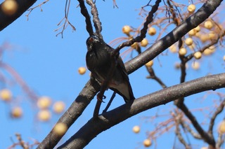 IMG_9868