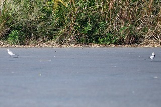 IMG_4447