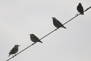 IMG_5059