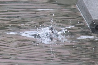 IMG_4235