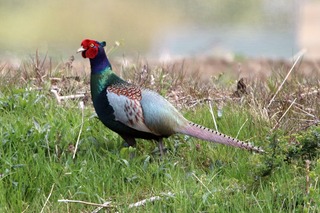 IMG_0991