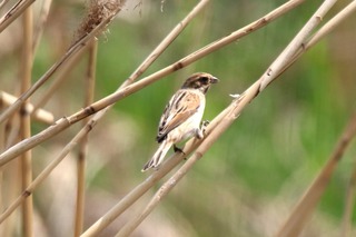 IMG_1065