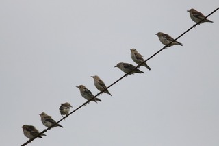 IMG_6655