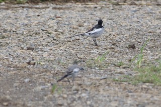 IMG_4080