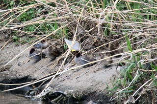 IMG_0519