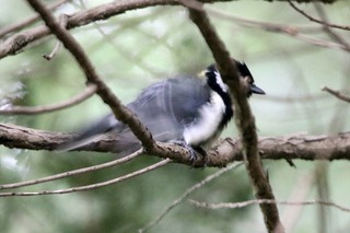 IMG_9448