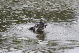 IMG_9173