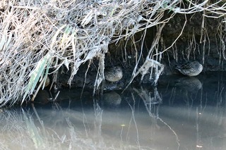IMG_0061