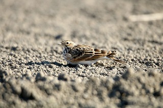 IMG_4521