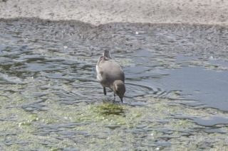 IMG_9242