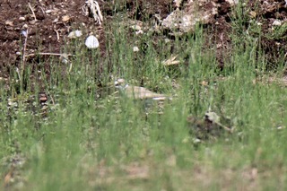 IMG_9446