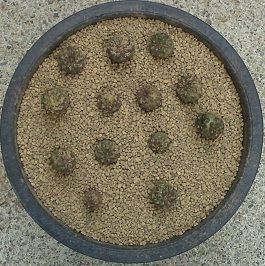 https://livedoor.blogimg.jp/vigies2005/imgs/a/8/a8b3b080.jpg