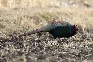 IMG_8623
