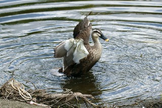 IMG_0546
