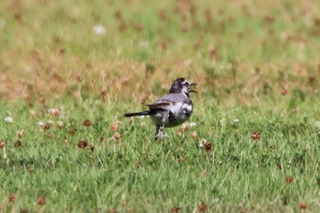 IMG_5378