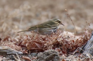 IMG_8455