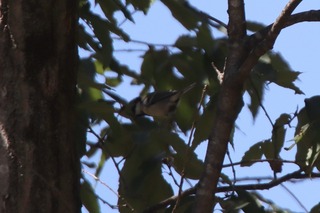 IMG_5936