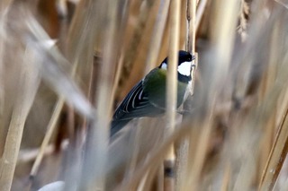 IMG_9583
