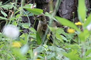 IMG_8895