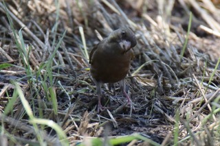 IMG_9546