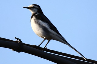 IMG_1687